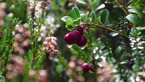 lingonberries at finnish forest