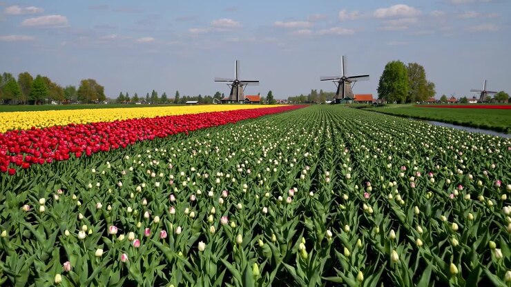 Video aereo che cattura vivaci campi di tulipani con mulini a vento in lontananza, mostrando uno scenario mozzafiato.