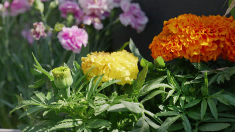 Summer-blooms-paint-a-picturesque-scene,-with-delicate-dahlias-among-the-multi-colored-flowers,-their-petals-aglow-in-the-embrace-of-warm-sunlight