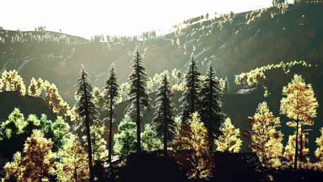 mountain valley with pine forest against the distant ridges