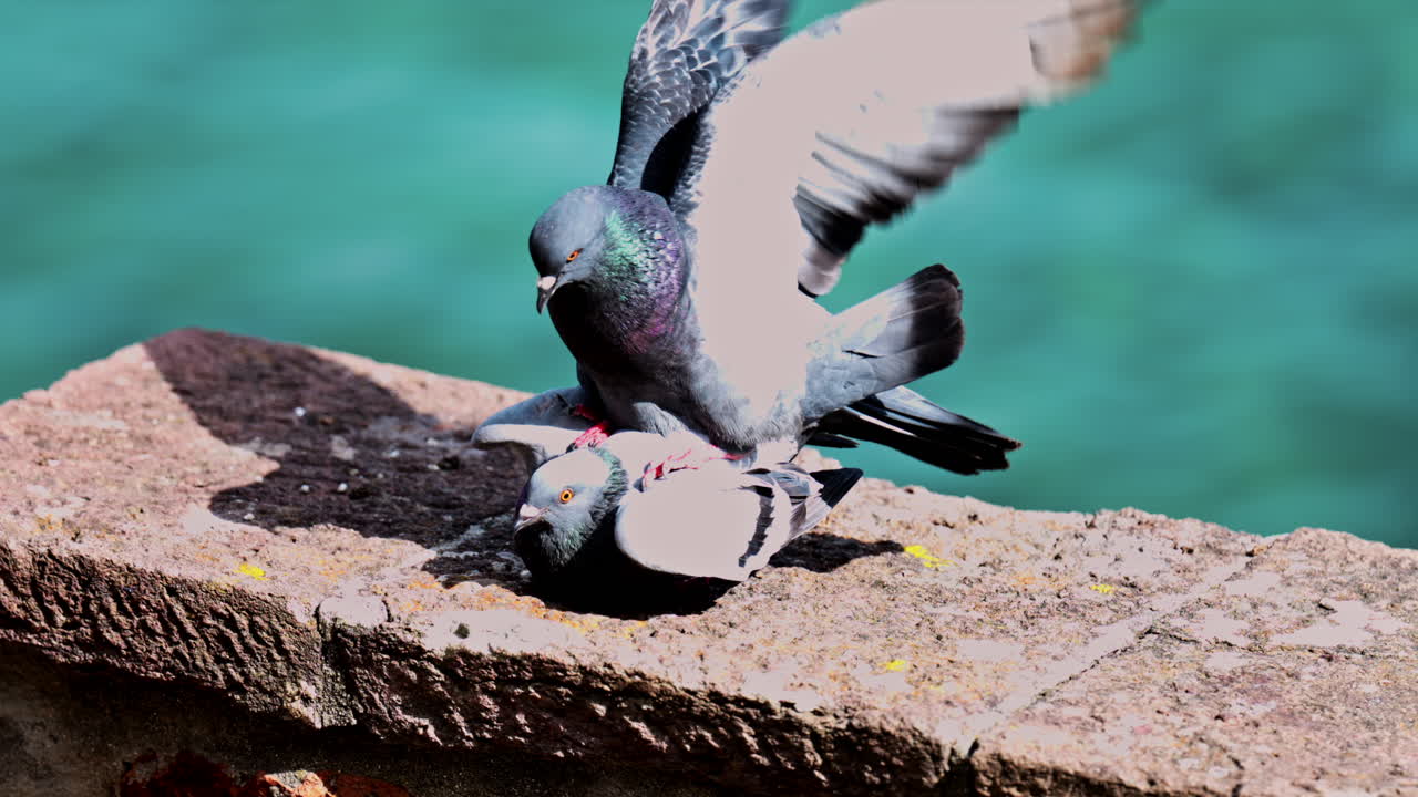 Close up of a mated pigeon sitting on top of another on a rock with the sea on the background
