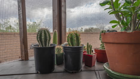 lapso de tiempo único de cactus en macetas en un patio en casa con nubes y pájaros en segundo plano