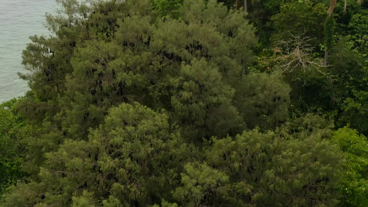 &amp;quot;A drone capture of tropical trees in Indonesia with a river