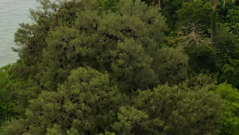 &quot;a drone capture of tropical trees in indonesia with a river