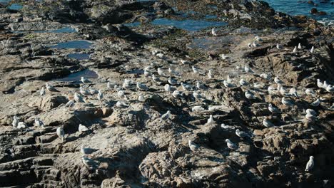 group of seagulls relaxing on the rocks in cape town