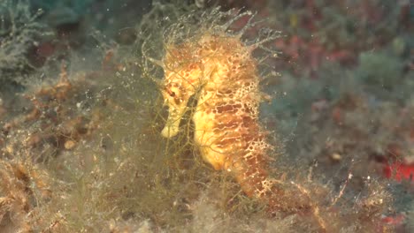 Long-snouted-seahorse-sitting-on-reef-in-the-Mediterranean-Sea