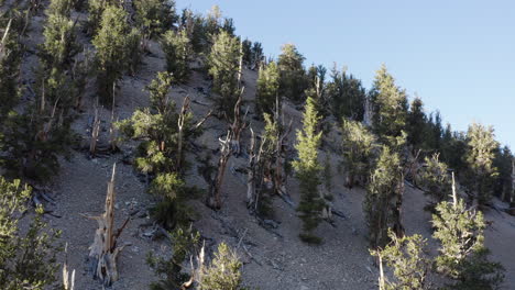 un dron vuela sobre el antiguo bosque de pinos de bristlecone, california, estados unidos y captura la vista de los árboles del bosque.