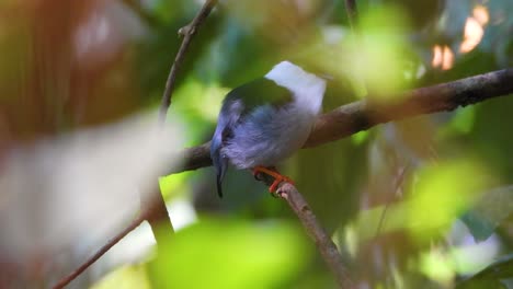 Ein-Weißbärtiger-Manakin-Sitzt-Und-Springt-Auf-Einem-Ast-Im-Tayrona-Nationalpark,-Kolumbien