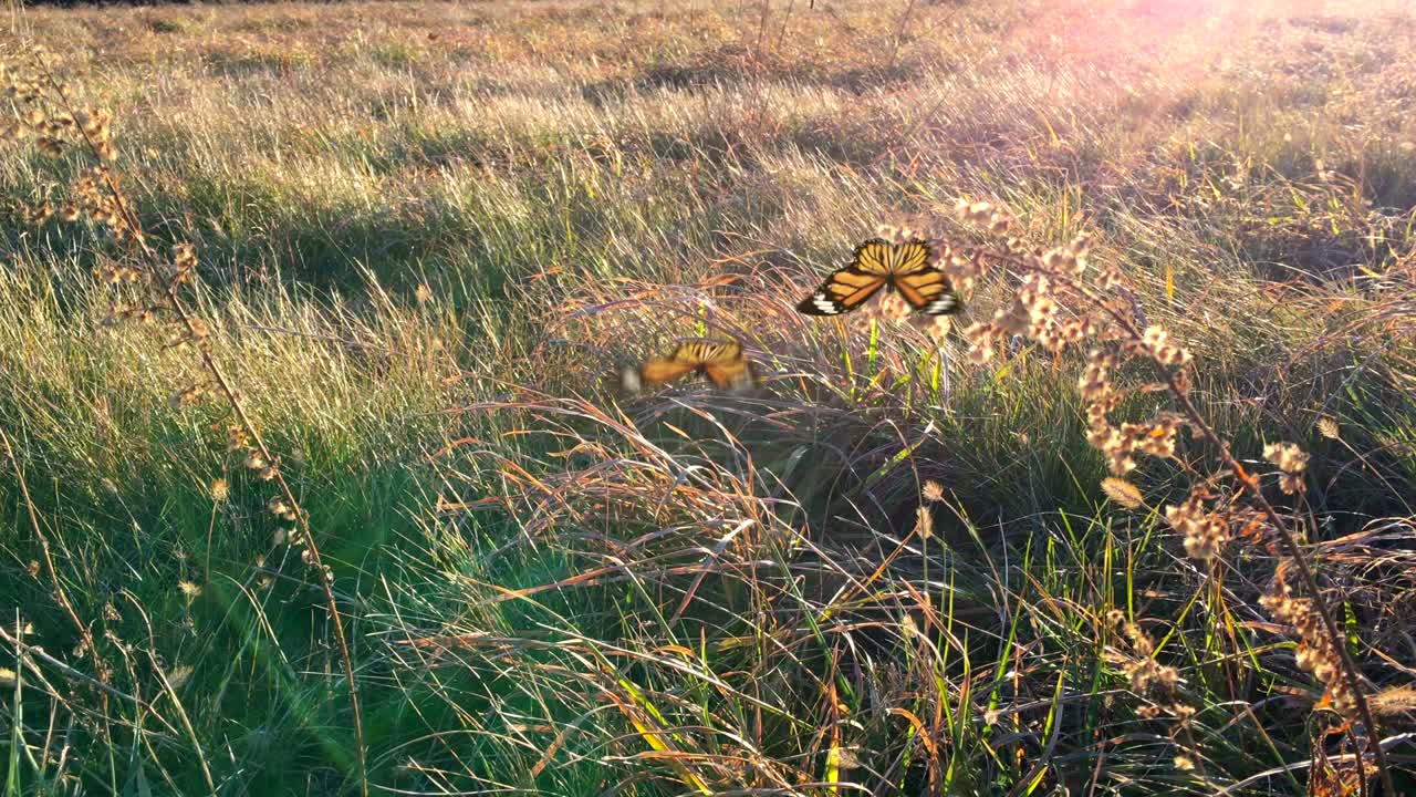 두 마리의 노란 나비가 날아다니며 춤을 추고 있습니다.