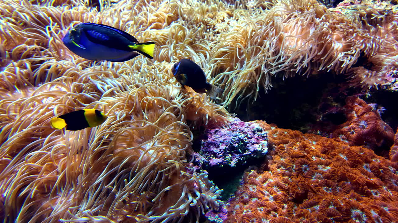 Colorful tang fish swim in a vibrant coral reef, showcasing marine biodiversity