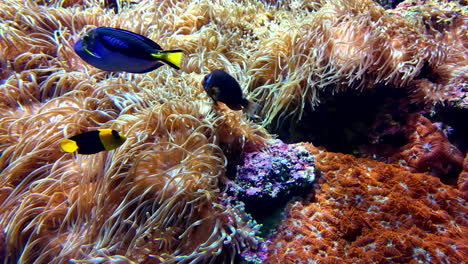 colorful tang fish swim in a vibrant coral reef, showcasing marine biodiversity