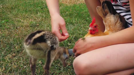 nandu baby in human hands