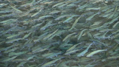 large group of fish calmly swimming in pool in fish farm, slow motion closeup