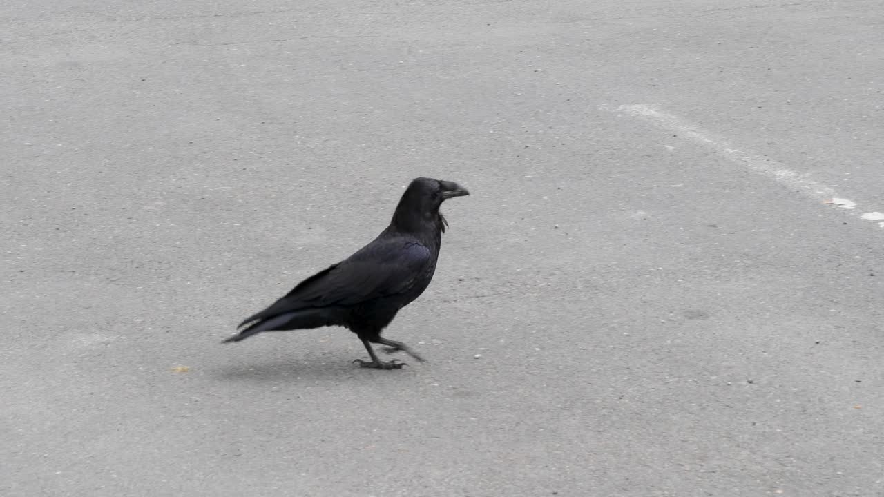 Common raven on the street in Sitka, Alaska.