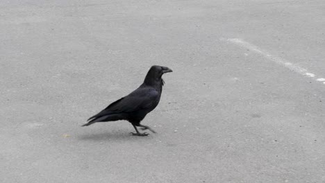 common raven on the street in sitka, alaska.