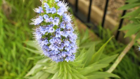 4k - 60fps - 紫の花のクローズアップ