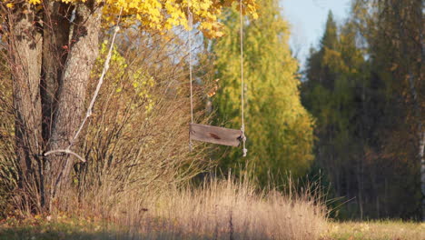 swing hanging from a tree with yellow fall leaves