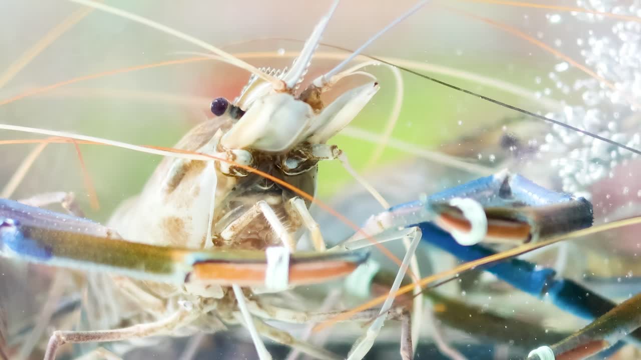 camarones que interactúan en un entorno de agua burbujeante