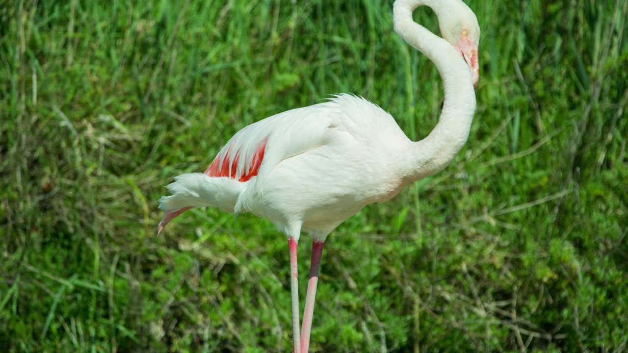 flamencos carmargue 30