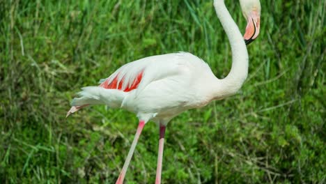 Flamencos-Carmargue-30