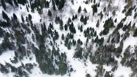 winter forest aerial view