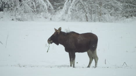 Ampliar-Foto-De-Alces-Atentos-En-Un-Campo-Nevado-En-El-Norte-De-Finlandia