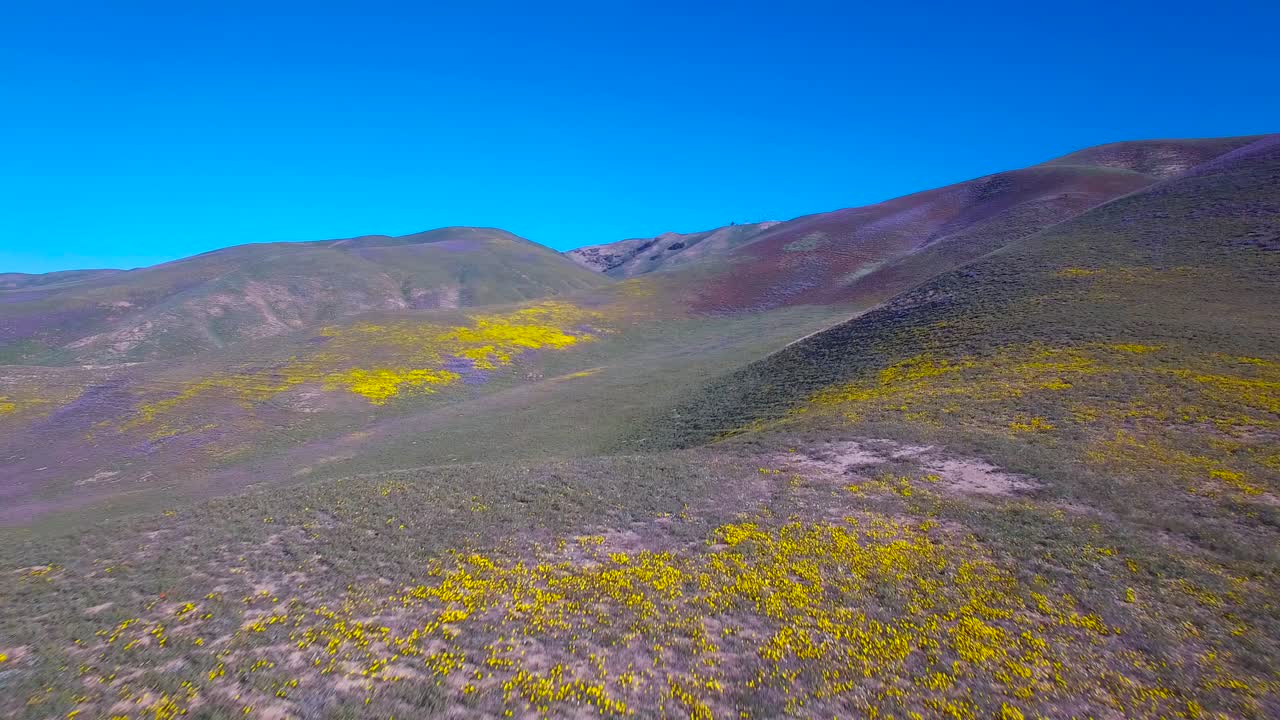 hermosa antena sobre vastos campos de amapolas y flores silvestres amarillas en california