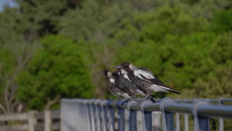 Magpies-on-a-railing-fly-away