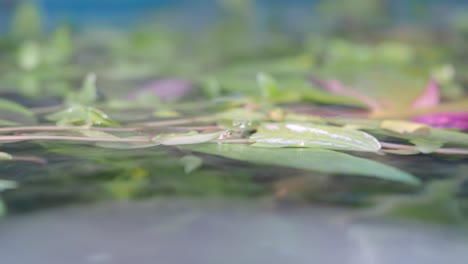 green leaves floating on water with droplets
