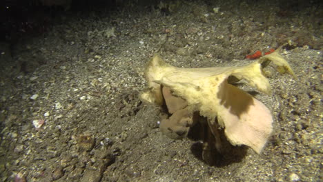 sleepy sponge crab walks over sandy bottom during night passing another sponge crab and facing camera, claws and head visible
