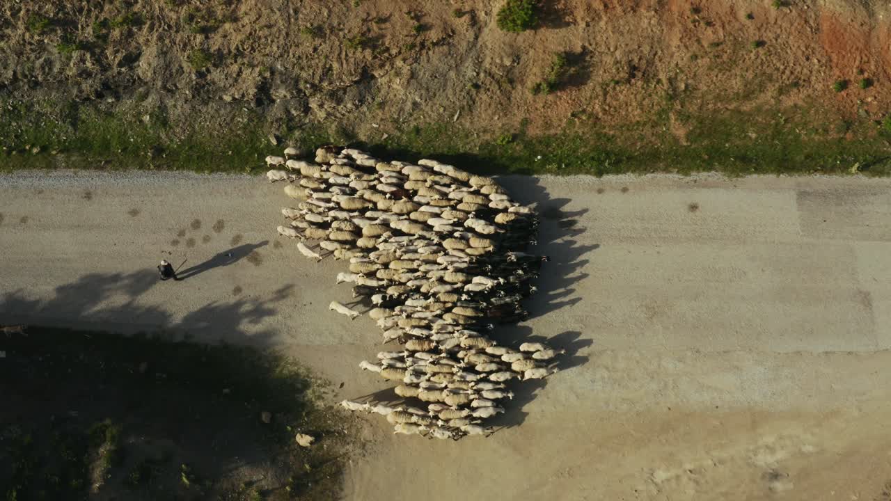aerial view of flock of sheep and shepherd