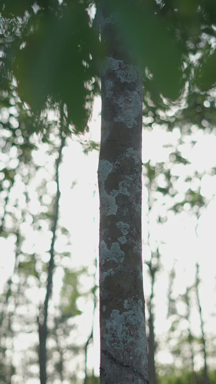 고무 나무 농장