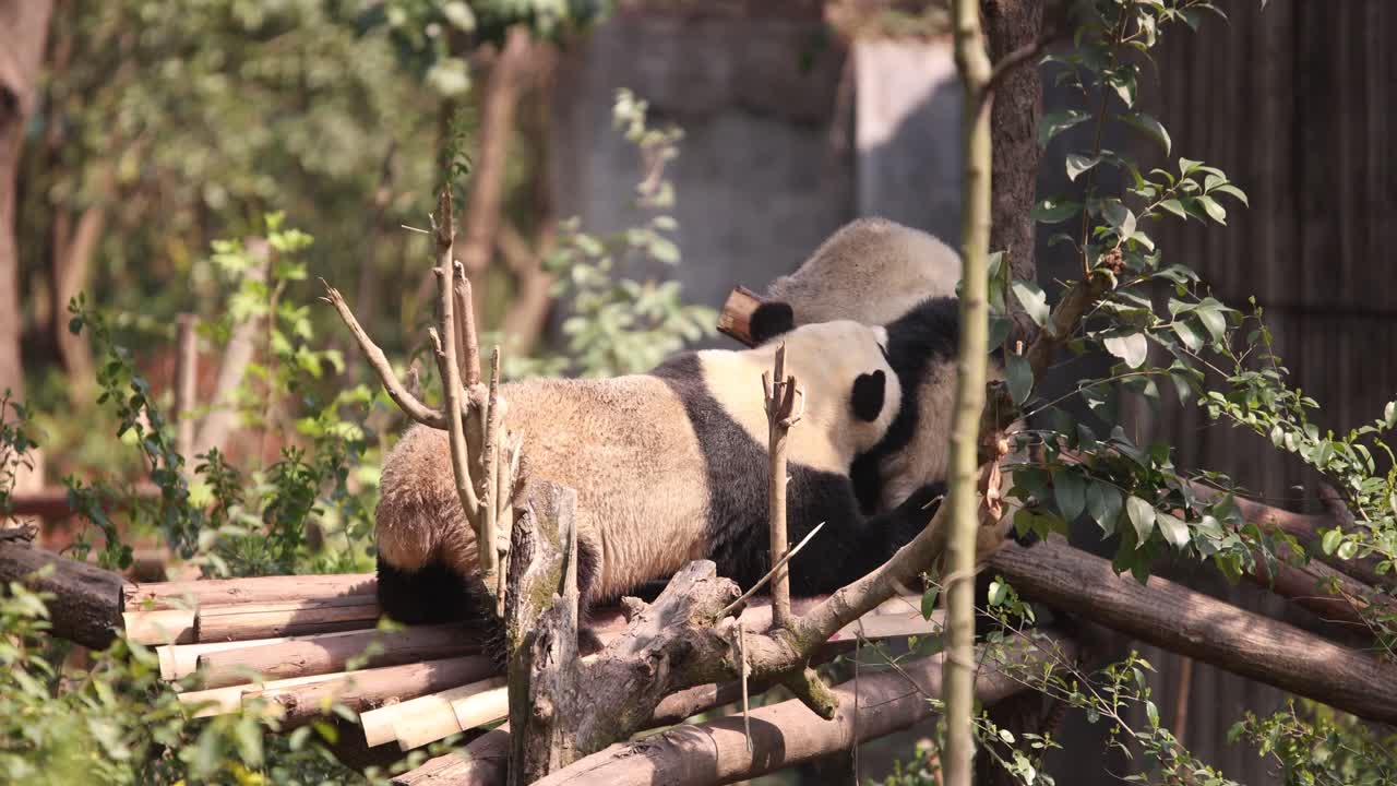 cerca de dos parejas de pandas gigantes blancos y negros que se reproducen jugando juntos en la base de investigación de chengdu, china estudio para la investigación científica y la conservación
