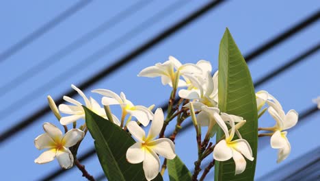 las flores de plumeria se balancean suavemente en la brisa.