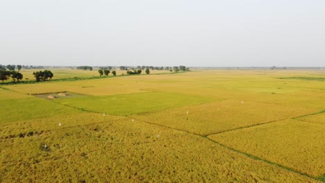 The-beauty-of-nature-has-blossomed-in-the-golden-crop-of-Bengal-i