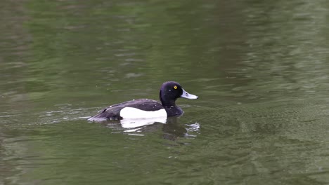 tufted duck, aythya fuligula, diving underwater in search of food