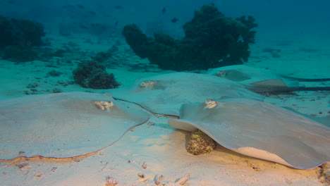 cuatro rayas grandes descansan en el fondo arenoso de un arrecife de coral en el océano índico