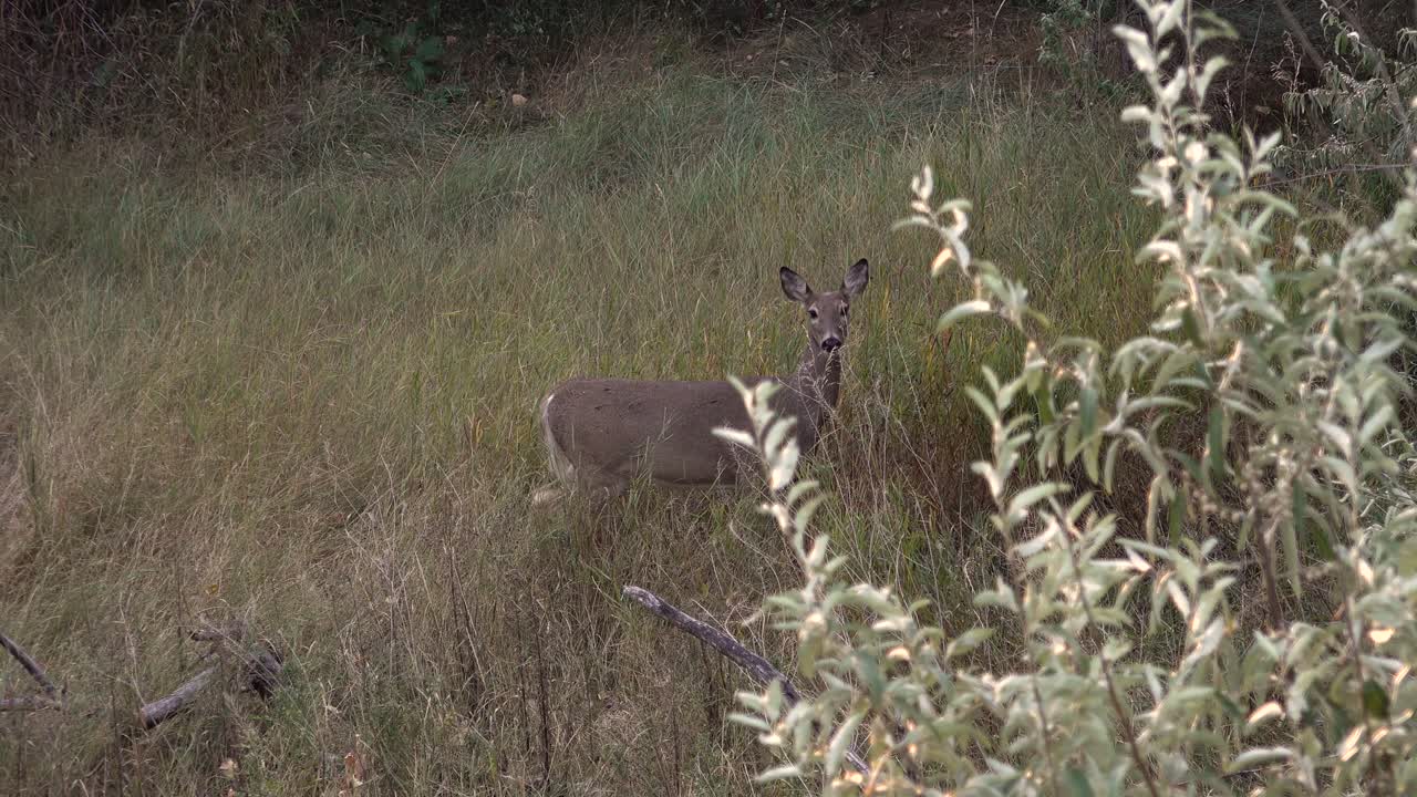A Hesitant Whitetail Doe Walks Through the Grass and Into the Woods