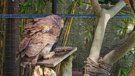 a rear view of a spotted wood owl feasting on a chick at the zoo in bali, indonesia - close up