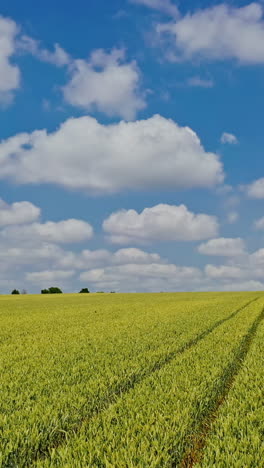 Agricultural background of field in spring in sunny day. Aerial view of drone fly over the growing plants in the countryside. Camera moves forward. Vertical video