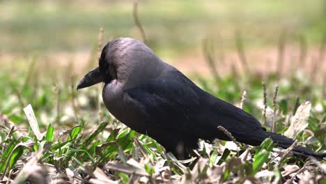 a sick looking house crow sitting in the green grass in the sunshine outdoors