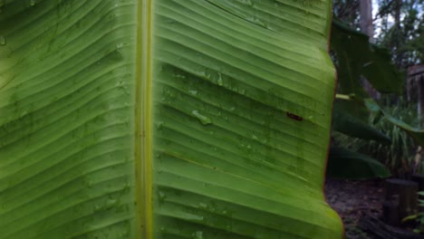 Primer-Plano-De-Una-Hoja-De-Plátano-Colgando-Después-De-Una-Lluvia-De-Verano