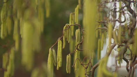 handheld close up shot of the yellow blossoms of a hazelnut