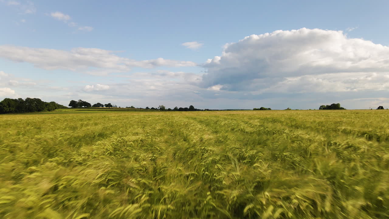 High speed fast drone footage through a large wheat field in English countryside. Agriculture harvest.
