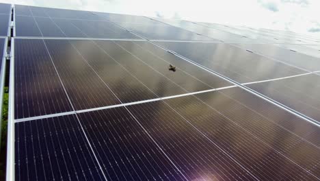 saltamontes arrastrándose por la superficie brillante del panel solar en el campo