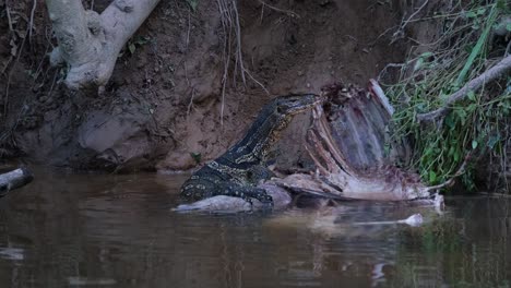 Asiatischer-Wasserwaran,-Varanus-Salvator,-Thailand