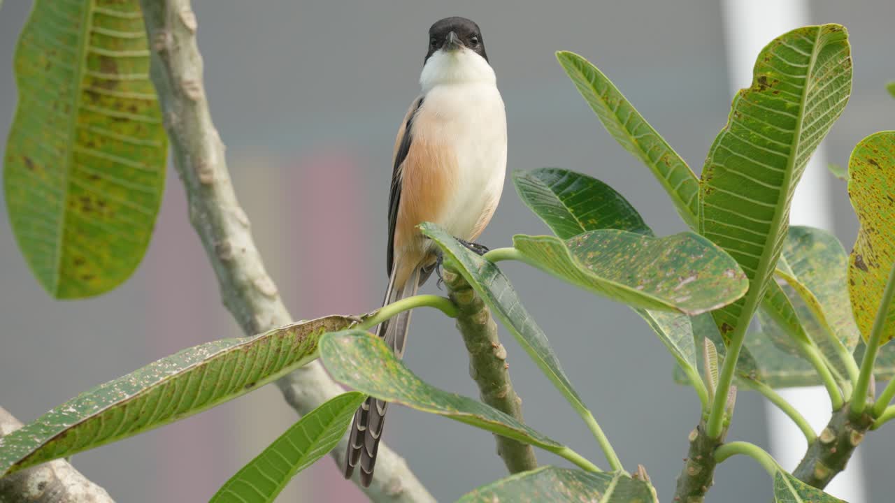 rufous-backed 또는 long-tailed shrike 조류 클로즈업