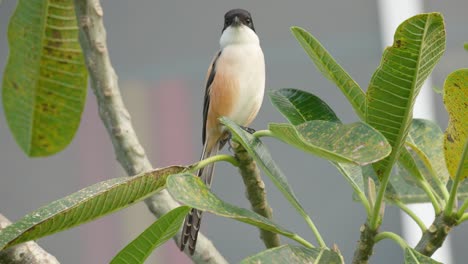 primer plano de pájaro alcaudón de lomo rufo o de cola larga