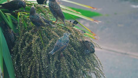 european starlings on palm tree eating seeds