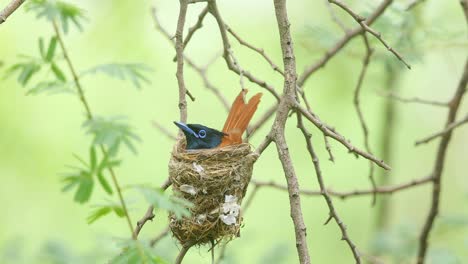 paradiesschnäpper-weibchen springt und sitzt während der monsunzeit im nest